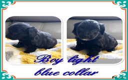 Maltipoo dogs for sale: Beautiful Maltipoo boys and girls pra clear in Newark - Image 2