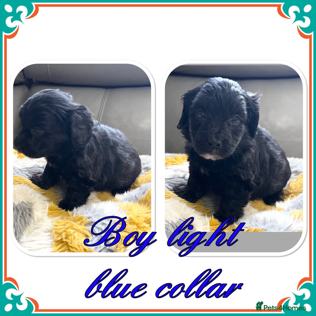 Maltipoo dogs for sale: Beautiful Maltipoo boys and girls pra clear in Newark - Image 2