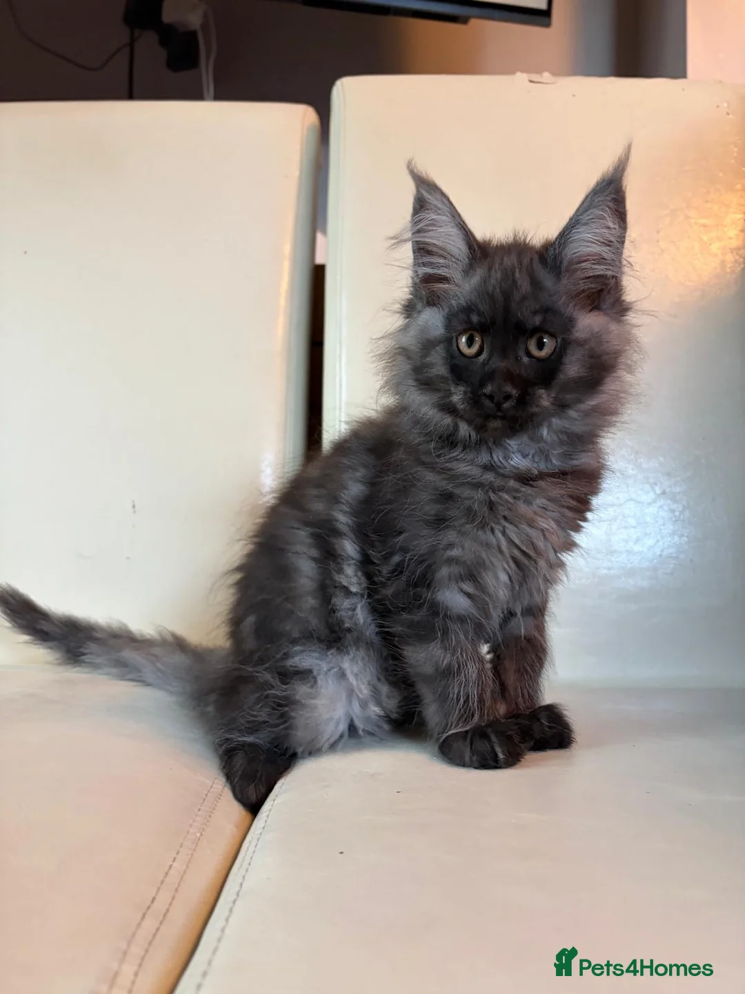 Maine Coon cats for sale: Top Quality TICA Maine Coons active possible - Advert 35