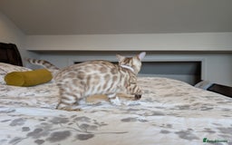 Bengal cats for sale: 🖤🤎🤍 Beautiful Bengal Kittens 🤍🤎🖤 in Barnoldswick - Image 3