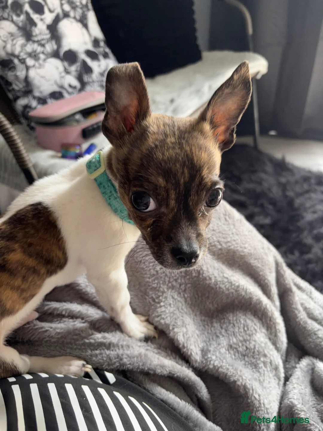 Mixed Breed dogs for sale: Gorgeous male chi x jack russel - Advert 1
