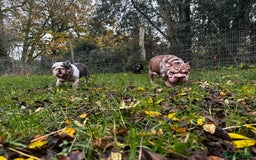 French Bulldog dogs for sale: Matilda  - Advert 5