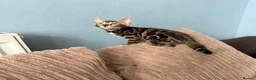 Bengal cats for sale: TICA Bengal kittens available.  - Advert 14