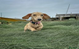 Miniature Dachshund dogs for sale: Cream miniature dachshunds  - Image 5