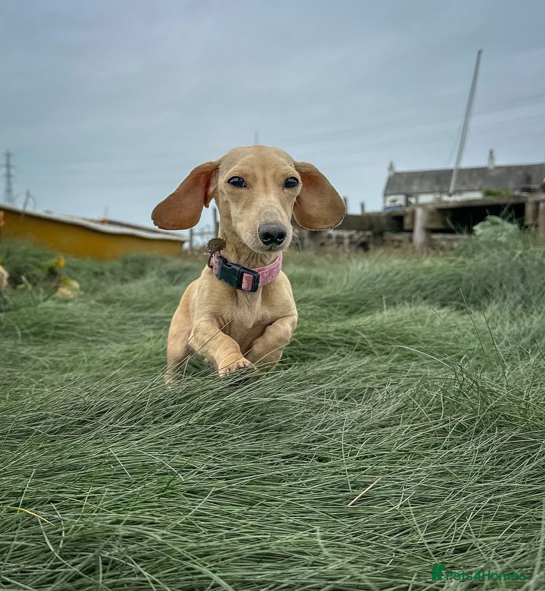 Miniature Dachshund dogs for sale: Cream miniature dachshunds  - Image 5