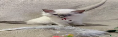 Female - red collar
