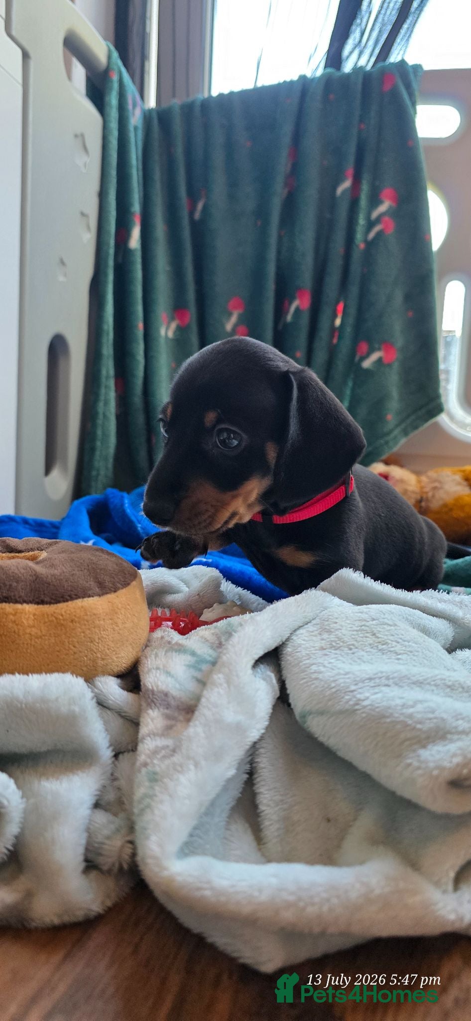 Dachshund dogs Miniature Dachshund Puppies (PRA Clear) - Advert 2