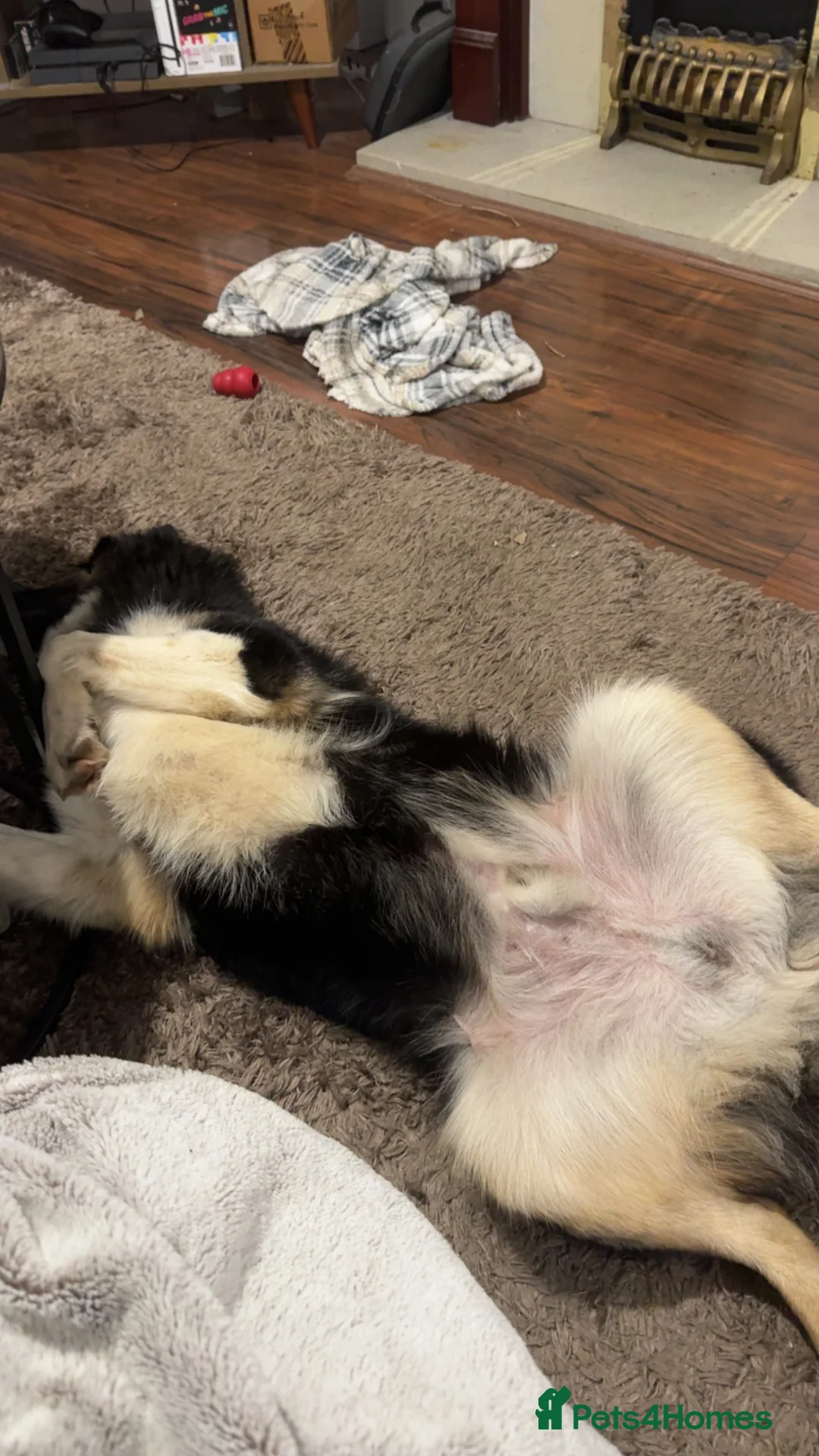 Mixed Breed dogs for sale: Beautiful Barney! - Advert 10