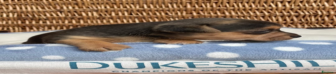 Sable girl 2
