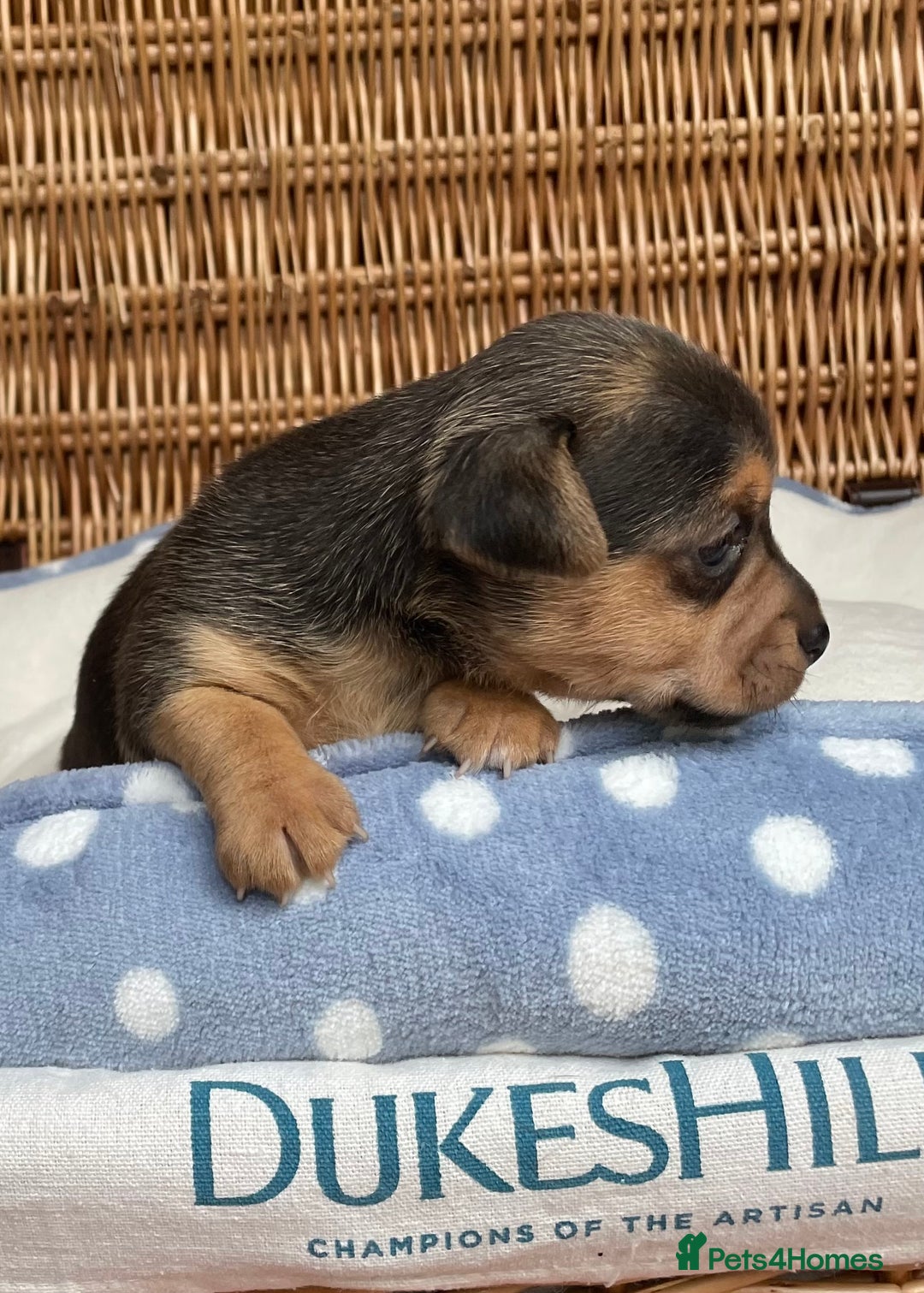 Jack Russell dogs for sale: Rare coloured mini Jack Russells - Image 19