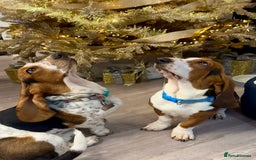 Basset Hound dogs for sale: Basset Hounds - Image 3