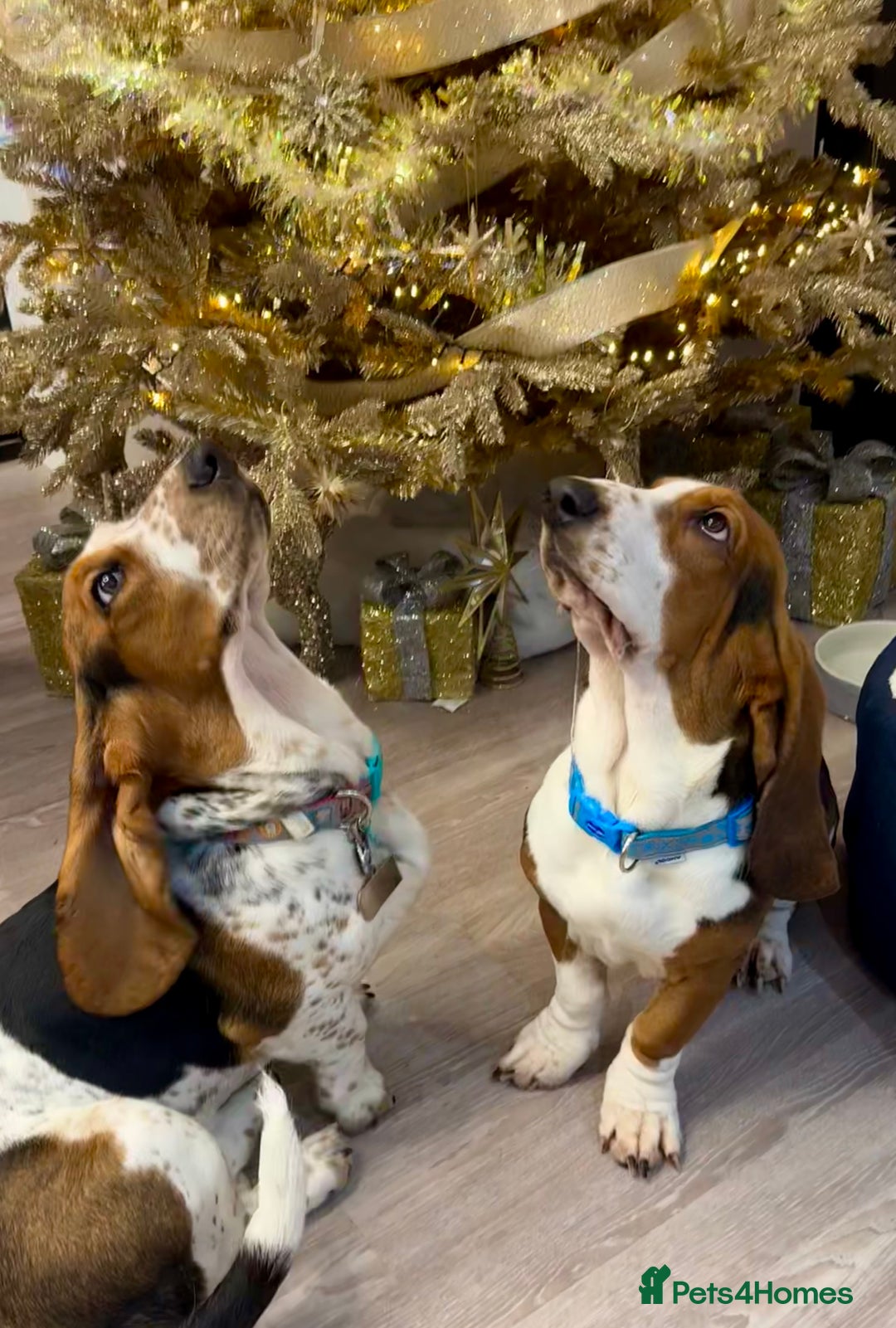 Basset Hound dogs for sale: Basset Hounds - Image 3