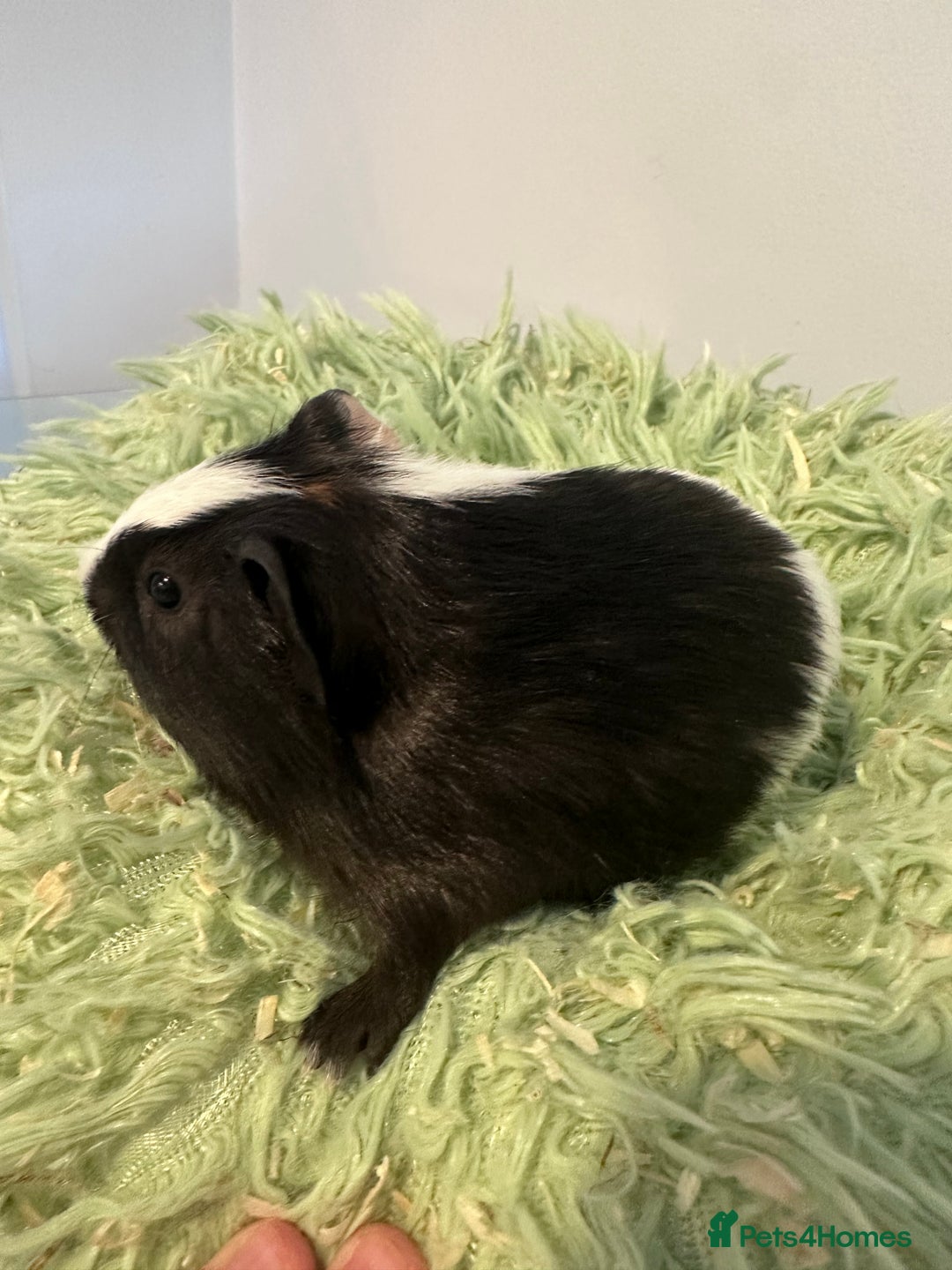 Guinea Pig rodents for sale: Two brother guinea pigs  - Advert 5
