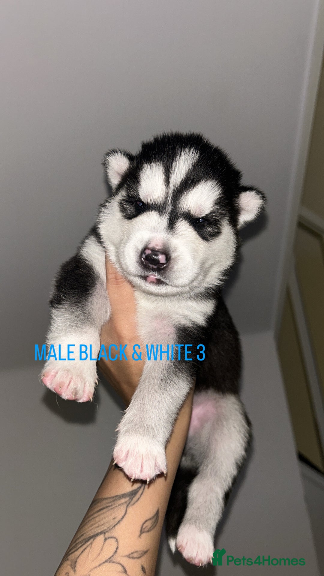 Siberian Husky dogs for sale: STUNNING PURE SIBERIAN HUSKY PUPPIES  - Advert 13