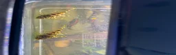Plecos fish for sale: L134 leopard frog pleco - Advert 6