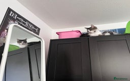 Mixed Breed cats for sale: 🐾 Three Beautiful Cats Looking for Loving Homes  - Image 13
