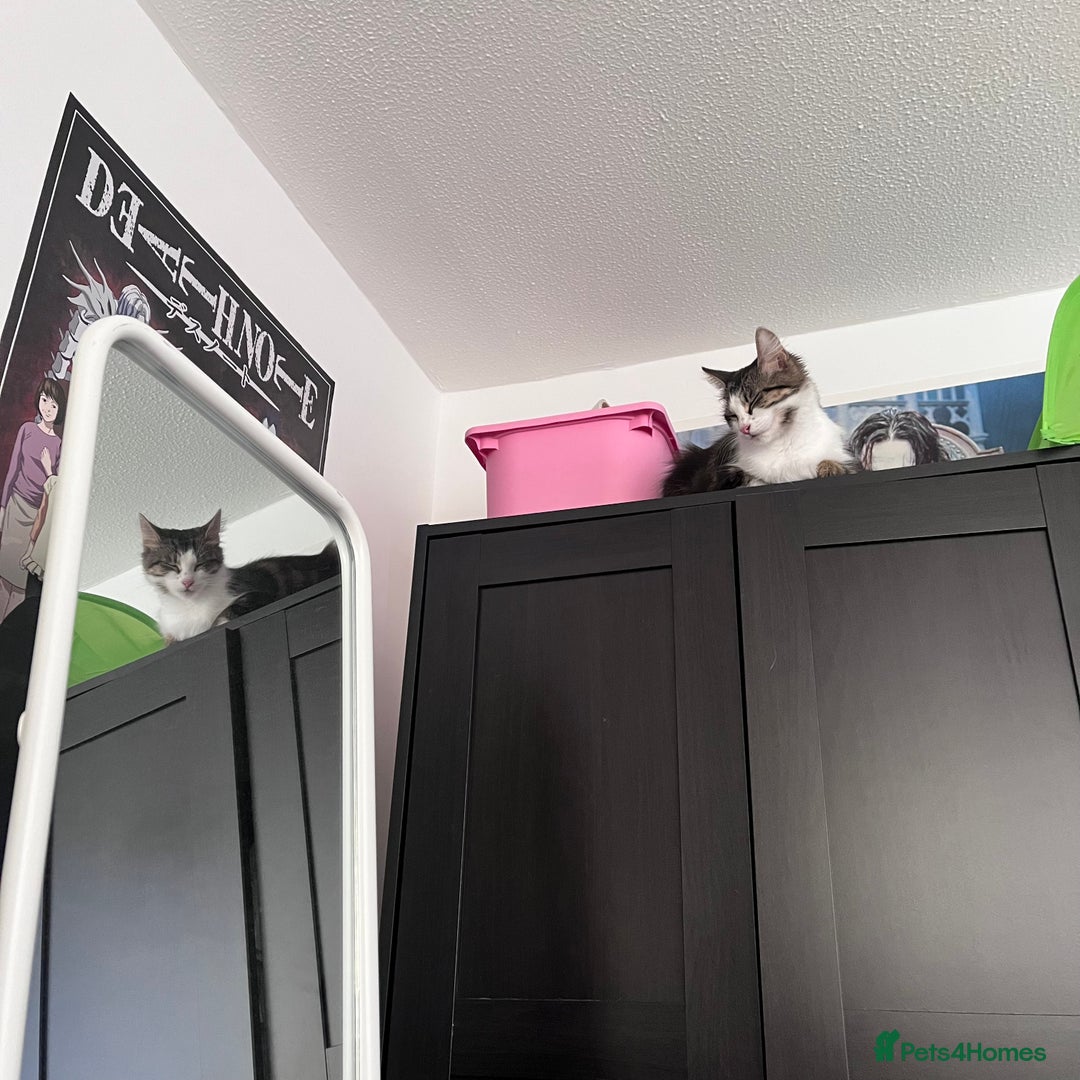 Mixed Breed cats for sale: 🐾 Three Beautiful Cats Looking for Loving Homes  - Image 13
