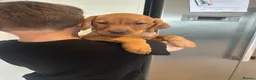 Mixed Breed dogs for sale: 2 female Vizslador puppies READY NOW   - Advert 5