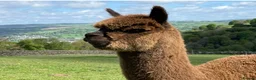 Alpaca livestock for sale: Pedigree Modern Grey Male - Advert 3