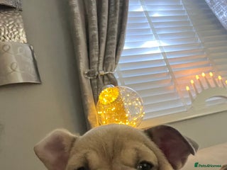 Mixed Breed dogs Beautiful freelance bulldogs one left - Advert 10