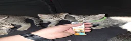 Mixed Breed cats for sale: Gorgeous half siamese kittens - Advert 8