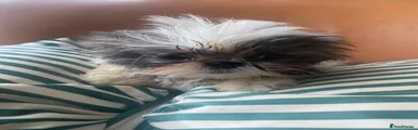 Shih Tzu 4
