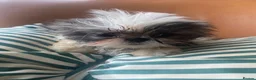 Shih Tzu dogs for sale: Beautiful imperial shihtzu pups for sale  - Advert 9