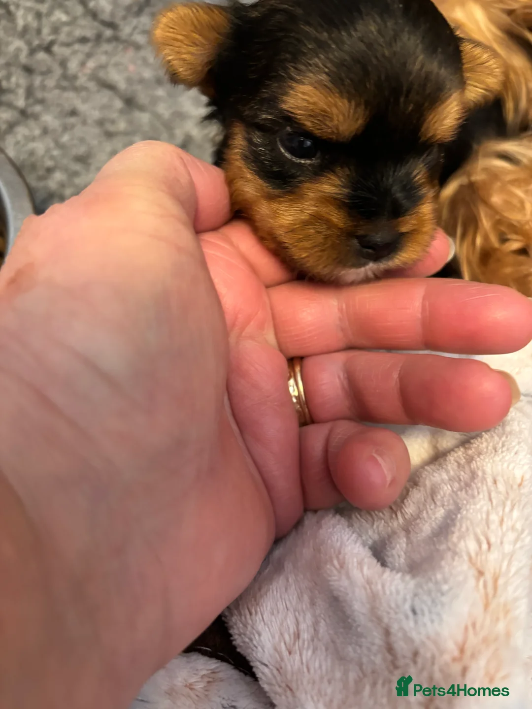 Yorkshire Terrier dogs for sale: Beautiful ned (pedigree name) - Advert 20