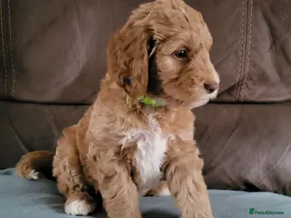 Goldendoodle dogs Goldendoodle-ONLY THIS BEAUTY LEFT - Advert 4