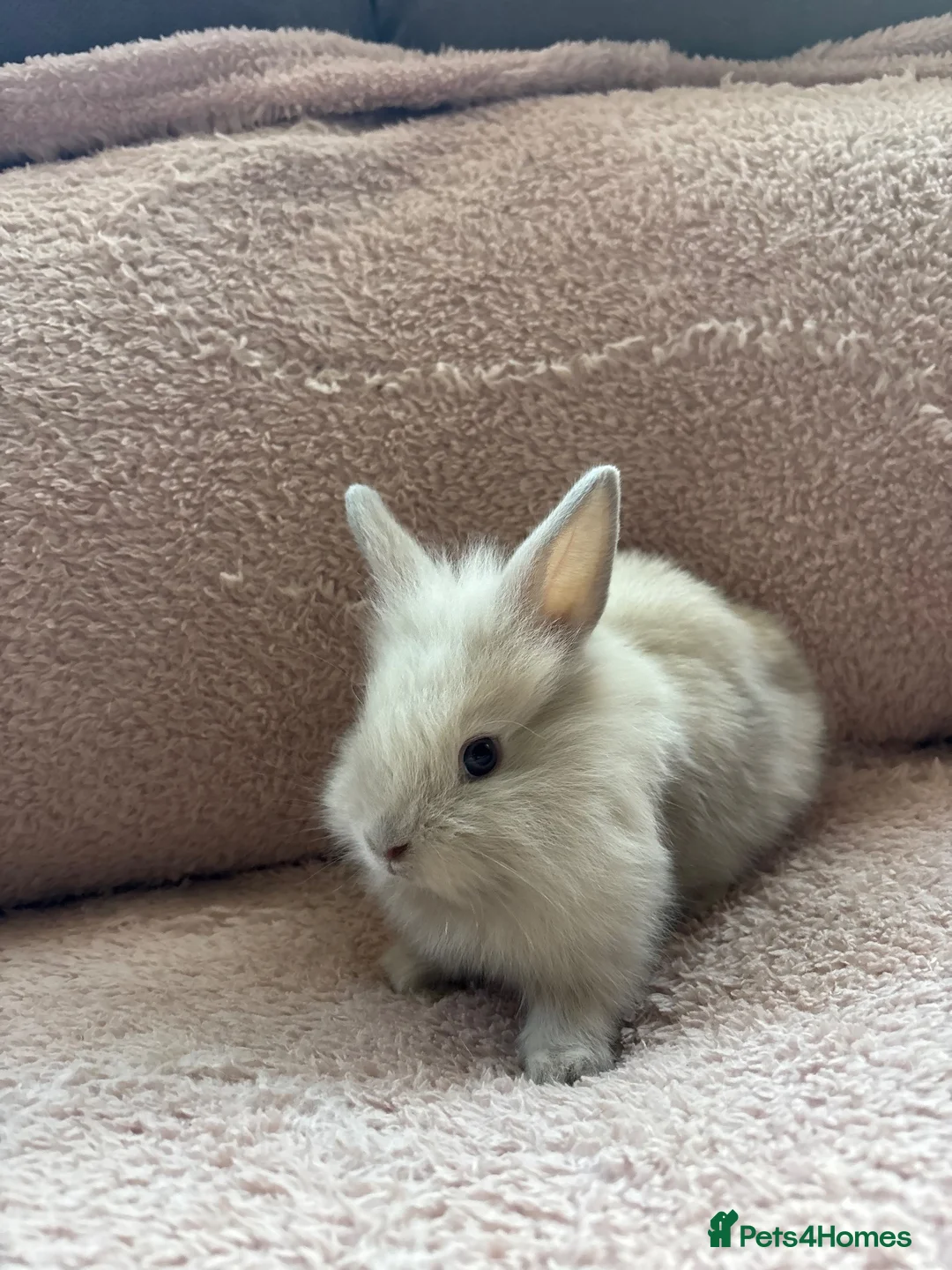 Lionhead rabbits for sale: Two Male Lionhead Babies - Advert 2
