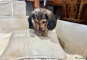 Miniature Dachshund dogs - Advert 7