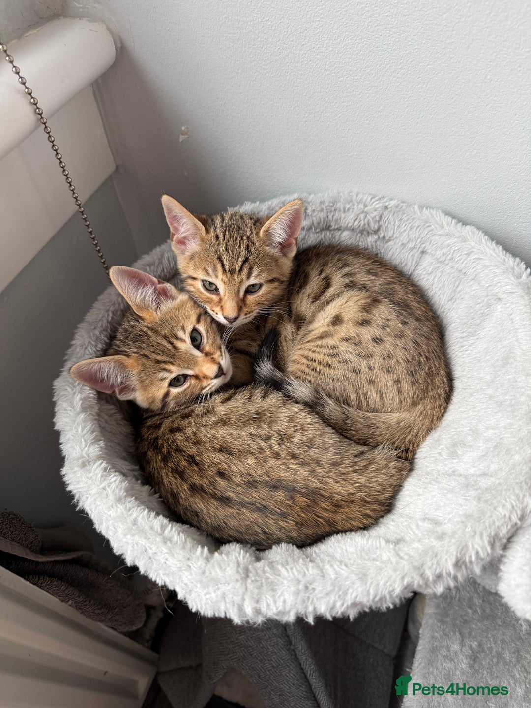Bengal cats for sale: 2 bengal kittens left for sale to loving home - Image 4