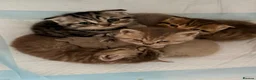 Scottish Fold cats for sale: SCOTTISH FOLD X BRITISH SHORTHAIR KITTENS FOR SALE in Rhyl - Advert 9