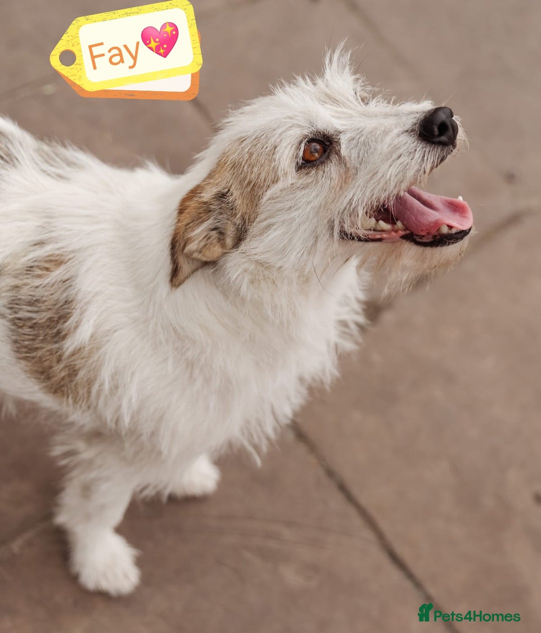 Mixed Breed dogs for adoption: 💖🐶 FAY 🐶💖 - Image 2