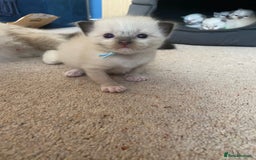 Ragdoll cats for sale: 6 ragdoll kittens  - Image 24
