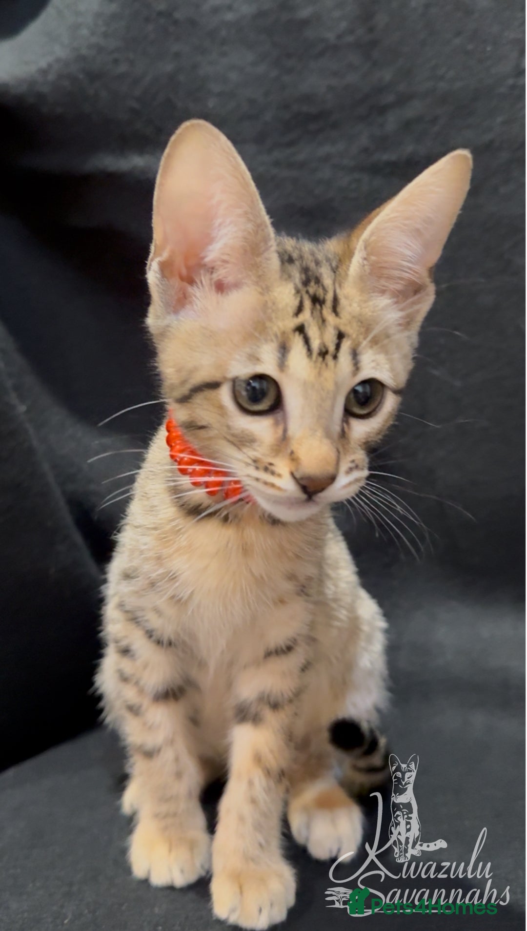 Savannah cats for sale: 12 Weeks Old 5*! -Exceptional Quality Tica Registr - Advert 16
