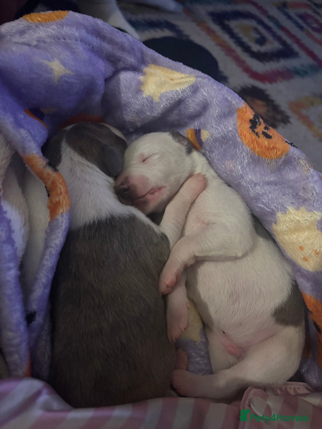 Whippet dogs for sale: Beautiful Blue Girl Whippet pup LAST ONE - Advert 10