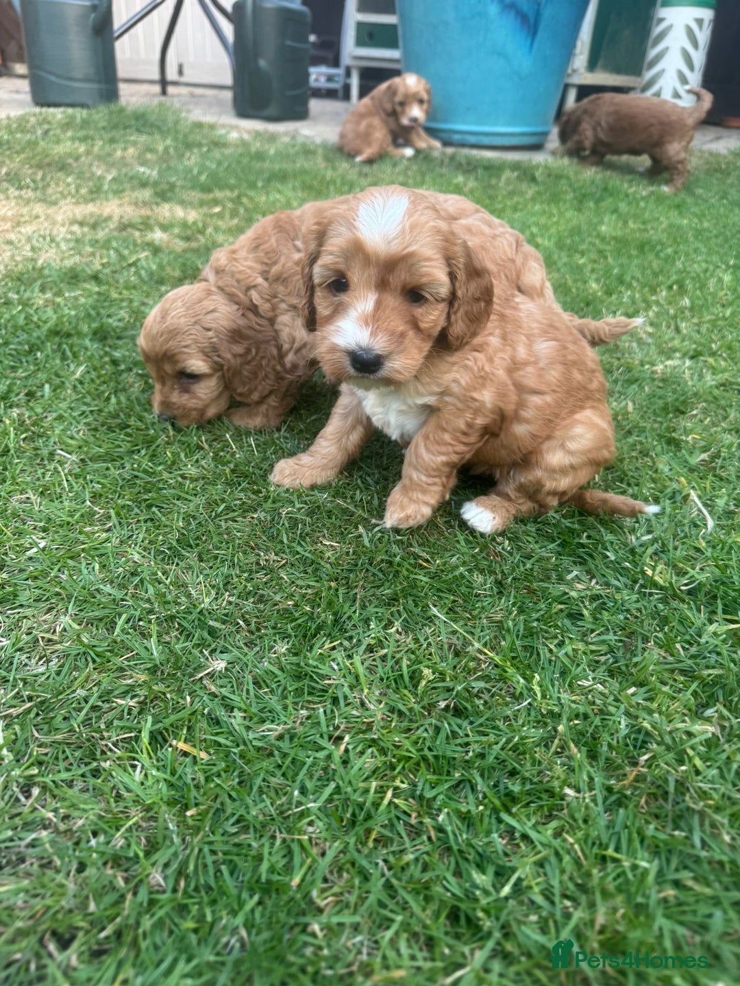 Cockapoo dogs for sale: 🐾 Beautiful Red F1 Cockapoo Puppies! 🐾 - Image 5