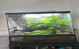 Frog reptiles for sale: Red Eyed Tree Frogs and set up - Advert 5