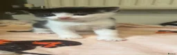 Mixed Breed cats for sale: 2 STUNNING FEMALE TUXEDO KITTENS - Advert 5