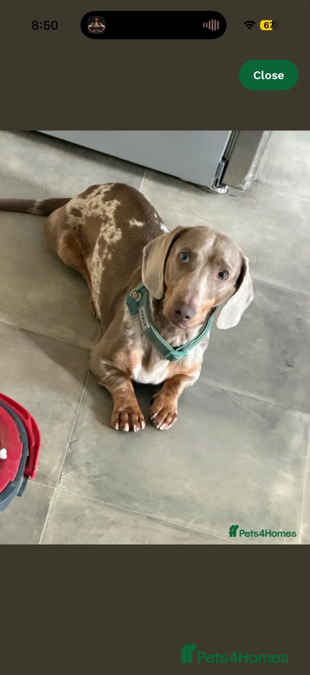 Mixed Breed dogs for sale: Stunning little boy looking for a new postcode - Advert 2