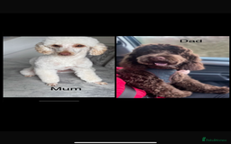 Cockapoo dogs for sale: F1B cockapoos - Image 9