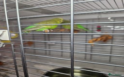 Budgerigars birds for sale: 2 Budgies for sale with cage - Image 3