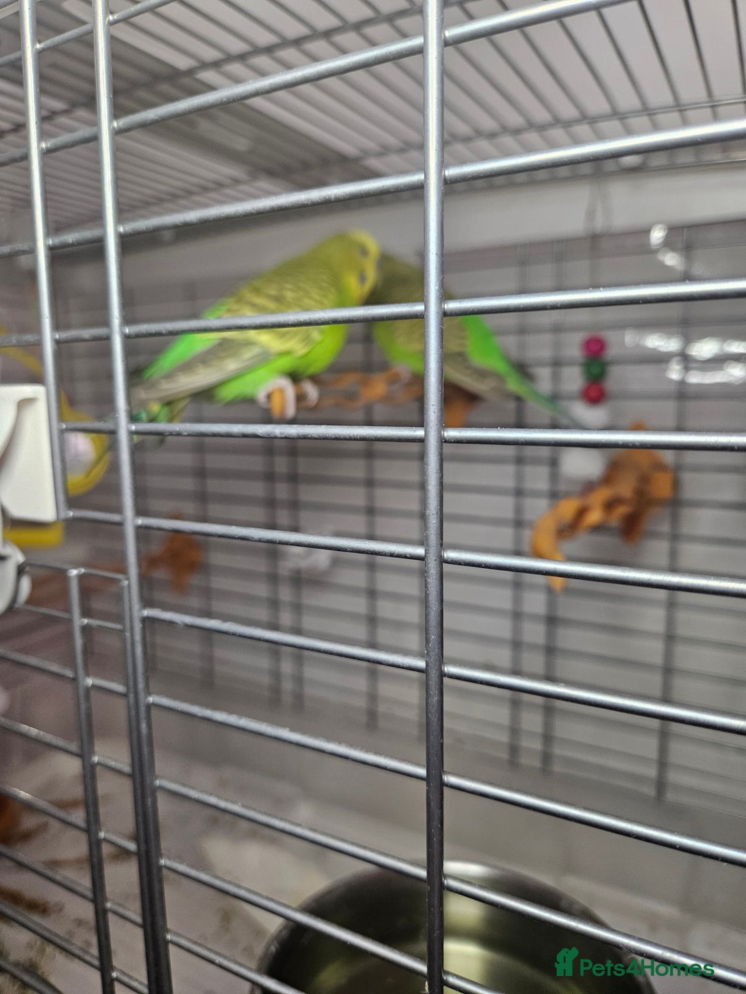 Budgerigars birds for sale: 2 Budgies for sale with cage - Image 3