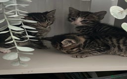 Mixed Breed cats for sale: 3 playful kittens  - Image 11