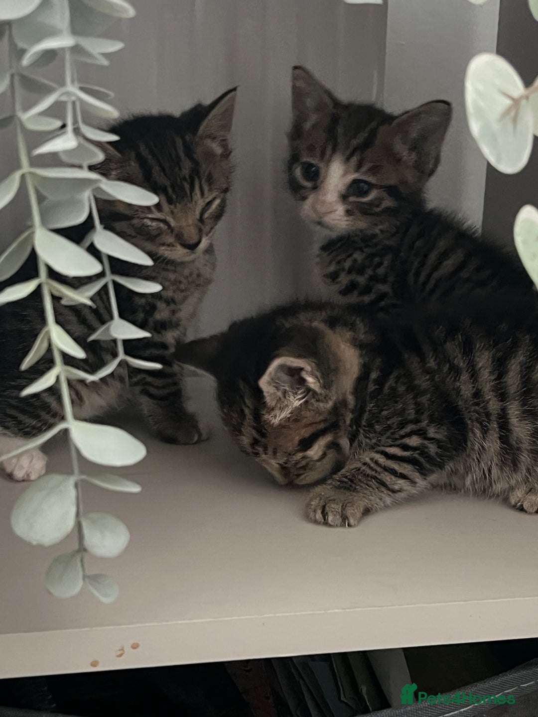 Mixed Breed cats for sale: 3 playful kittens  - Image 11