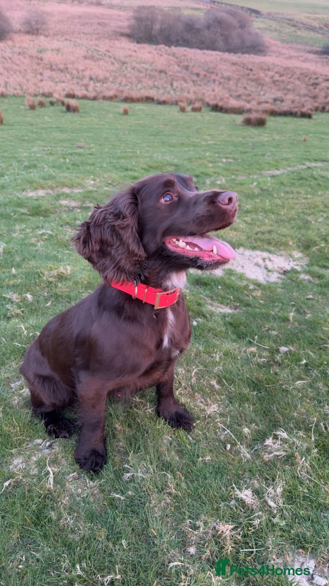 English Springer Spaniel dogs English springer spaniel puppies for sale - Advert 16