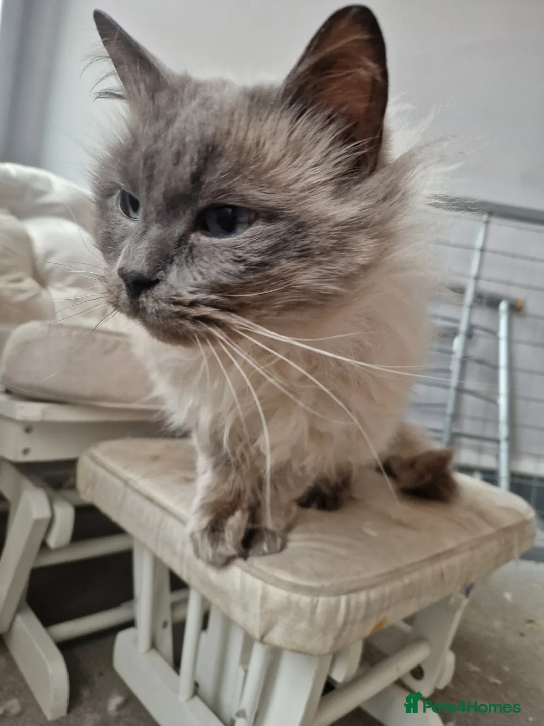 Ragdoll cats for sale: Ragdoll Male  - Advert 3