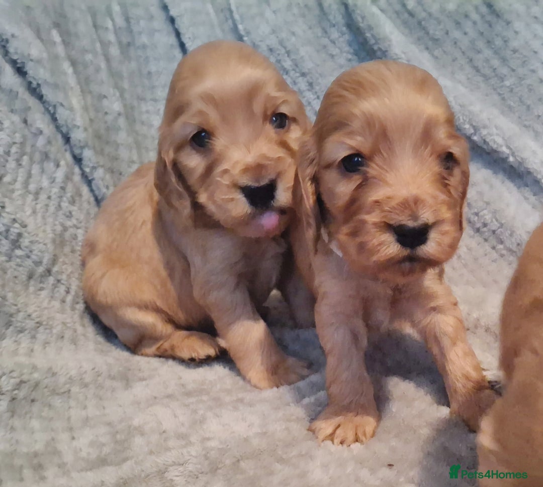 Cocker Spaniel dogs for sale: Stunning KC registered show cocker puppies - Advert 9