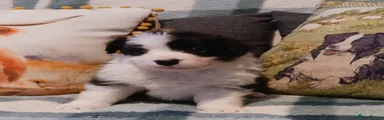 Border Collie Puppy 4